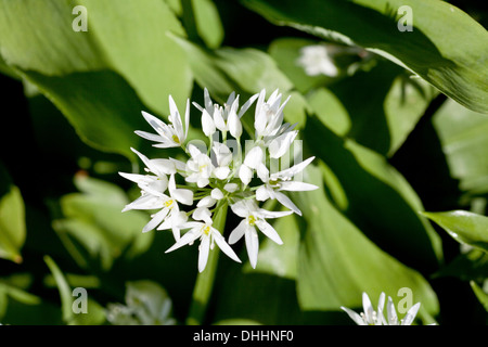 Flowering wild garlic, Allium ursinum, Wild plant, Herbs, Nature Stock Photo