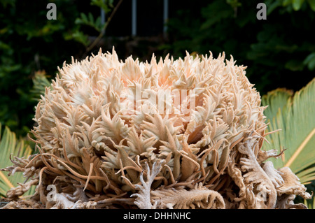 Selaginella lepidophylla, Ponta Delgada, Sao Miguel, Azores, Portugal Stock Photo