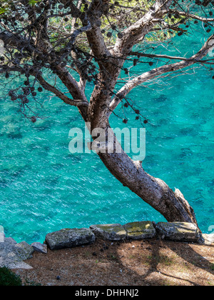 Pine (Pinaceae) growing on rocks above the sea, Sa Calobra, Serra de Tramuntana, Majorca, Balearic Islands, Spain Stock Photo