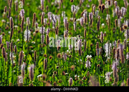 Ribwort Plantain (Plantago lanceolata), flowering, Middle Franconia, Bavaria, Germany Stock Photo