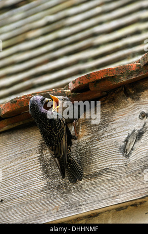 Starling (Sturnus vulgaris) feeding its chick in the nest, Middle Franconia, Bavaria, Germany Stock Photo