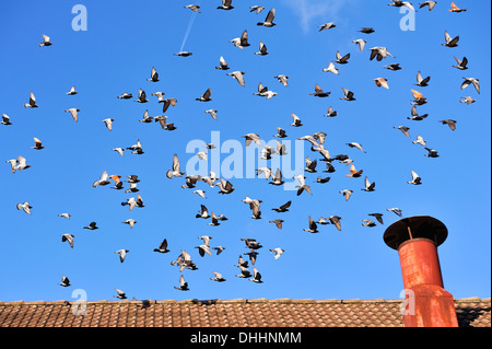 Flock of Pigeons (Columbidae) in flight, Middle Franconia, Bavaria, Germany Stock Photo