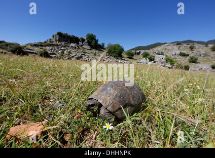 Mediterranean Spur-thighed Tortoise (Testudo graeca) on grass, Köprülü Canyon National Park, Antalya Province, Turkey Stock Photo