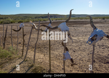 Longhorn cow skulls on display on a ranch in West Texas. Stock Photo