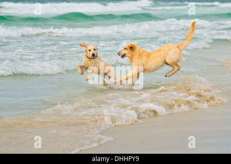 Two dogs playing on beach Stock Photo