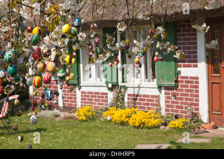 Hand-painted Easter eggs hanging in a tree in Michaelsdorf, Darss, Baltic Sea, Mecklenburg Vorpommern, Northern Germany Stock Photo
