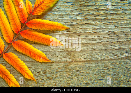 autumnal painted leaf on a plank Stock Photo