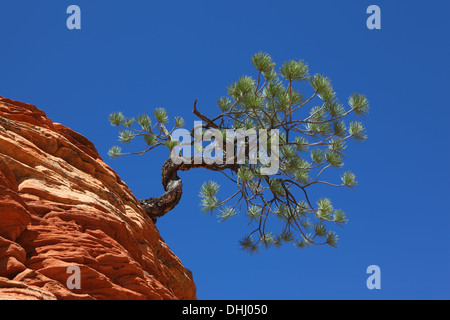 The famous Jumping Tree Stock Photo