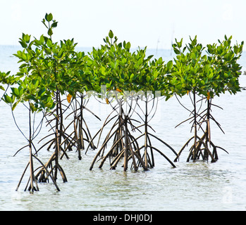 Mangrove plant in sea shore aerial roots Stock Photo