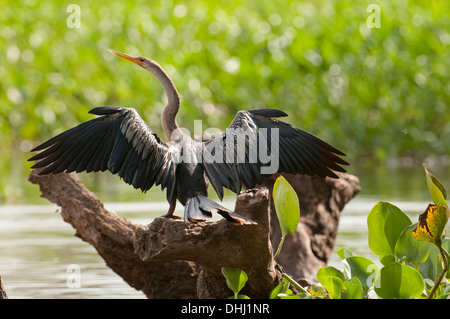 Stock photo of an Anhinga sunning on a branch Stock Photo