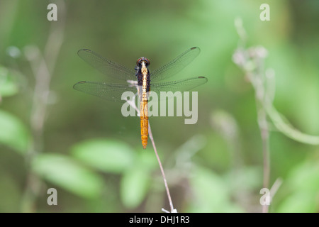 Dragonfly in Cienaga las Macanas Nature Reserve, Herrera province, Republic of Panama. Stock Photo