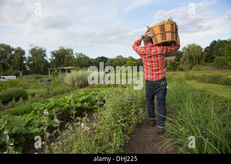 Mature man carrying basket of leaves on herb farm Stock Photo