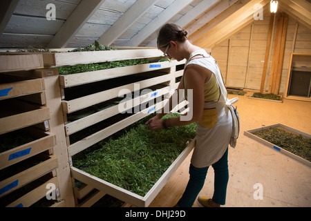 Woman checking tray of seedlings on family herb farm Stock Photo