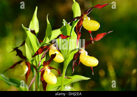 Lady's slipper orchids, Cypripedium calceolus, orchid, Upper Bavaria, Bavaria, Germany Stock Photo