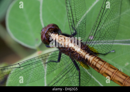 Closeup of dragonfly in Cienaga las Macanas Nature reserve, Herrera province, Republic of Panama. Stock Photo