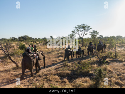 Tourists on Elephant safari, Zambia, Africa Stock Photo