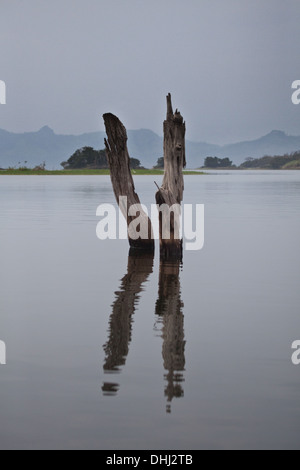 Tree trunks in Lago Bayano, an artificial lake, Panama province, Republic of Panama. Stock Photo