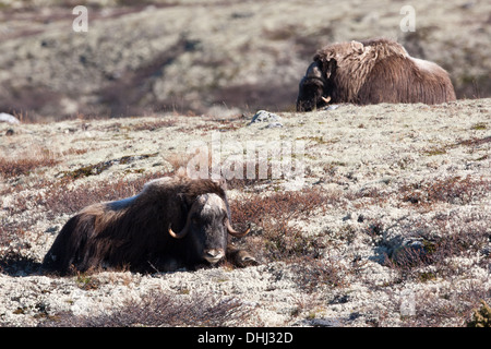 Two Musk Oxen, Ovibos moschatus, resting in the sun in Dovrefjell National Park, Dovre, Norway. Stock Photo