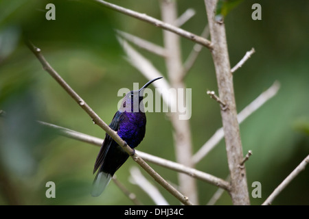 Violet Sabrewing hummingbird, Campylopterus hemileucurus, near Cerro Punta in Chiriqui province, Republic of Panama. Stock Photo