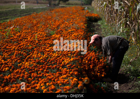 Farmers collect marigolds, known as 'cempasúchil' in Spanish, used for Day of the Dead in San Sebastian de Abasolo,Oaxaca,Mexico Stock Photo