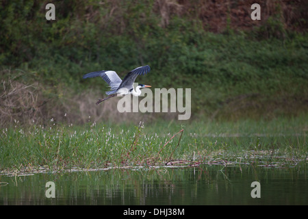 Cocoi Heron in flight above Lago Bayano, Panama province, Republic of Panama. Stock Photo