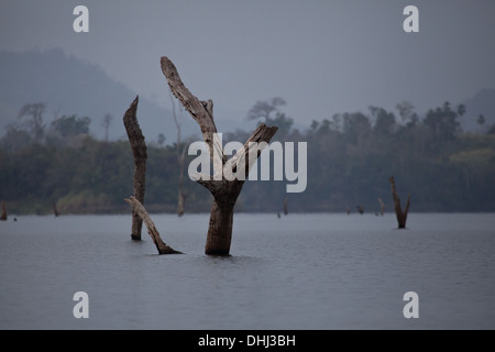 Tree trunks in Lago Bayano, an artificial lake, Panama province, Republic of Panama. Stock Photo