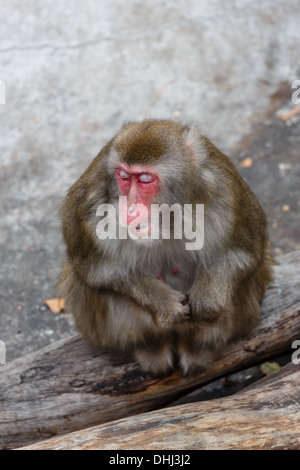 Dozing Japanese macaque in a zoo Stock Photo