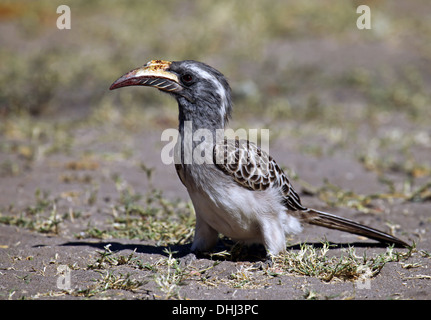 african grey hornbill, Tockus nasutus, Moremi Game Reserve, Botsuana Stock Photo