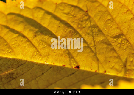 Closeup of dew drops on a backlit autumn coloured cherry tree leaf. Stock Photo