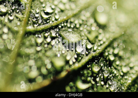 Extreme close up of dew drops on the back of a green Cherry Tree leaf Stock Photo