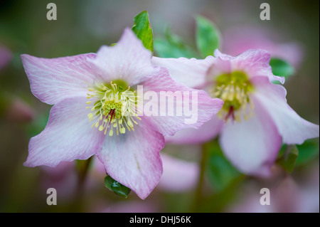 Close-up image of the pink Helleborus x hybridus 'Walberton's Rosemary' flowers commonly known as the Lenten rose or Christmas Rose Stock Photo