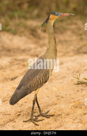 Stock photo of a female southern whistling heron, Pantanal, Brazil. Stock Photo