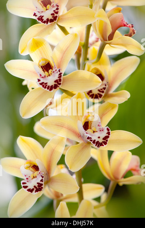 Close-up image of Yellow Cymbidium Rodco's Creation Golden Forever, hybrid orchid flowers also known as Boat orchids. Stock Photo