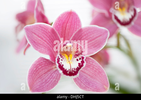 Close-up image of the beautiful pink orchid Cymbidium Gorey Faldouet can also be known as Boat Orchid, taken against a soft background. Stock Photo