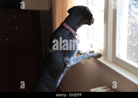 German Short-Haired Pointer looking outside Stock Photo
