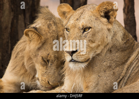 Portrait of two sub-adult male Lion (Panthera leo) Stock Photo