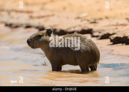 Stock photo of a young capybara standing on the edge of the river, Pantanal, Brazil. Stock Photo