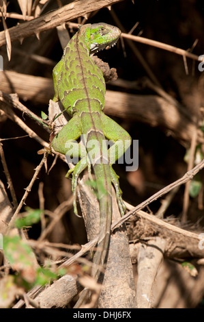 Green iguana resting on a branch in the Pantanal Stock Photo