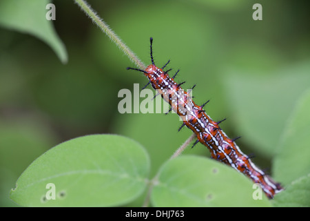 Caterpillar in Cienaga las Macanas Nature Reserve, Herrera province, Republic of Panama. Stock Photo