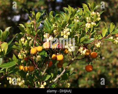 Strawberry Tree, Arbutus unedo 'Elfin King', Ericaceae. Flowers and Fruits. Stock Photo