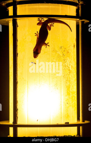 gecko on the lamp Stock Photo