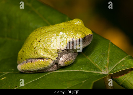 A Gray Treefrog (Hyla versicolor) sits on a leaf. Stock Photo