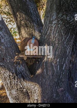A badly rusted US mailbox situated in the crotch of a large tree in Santa Barbara County, California, USA. Stock Photo
