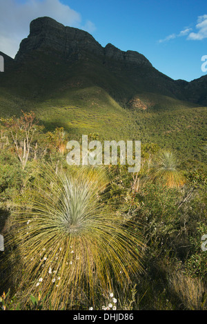 Grass tree (Kingia australis) below Bluff Knoll, Stirling Ranges National Park, Western Australia Stock Photo