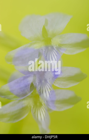 Early Dog-violet, multi exposure, Sweden Stock Photo