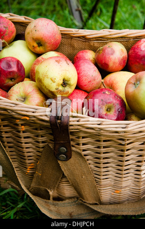 Apples in a basket, Windfall, Harvest, Garden Stock Photo