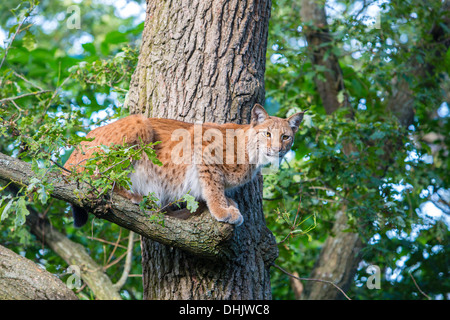 Lynx on a tree, Skalen zoo, Stockholm, Sweden, Europe Stock Photo