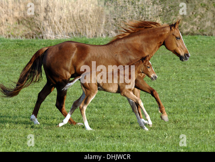 horse with foal in galopp Stock Photo