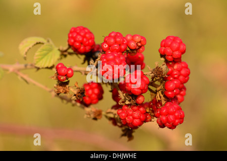 Raspberry, fruit in the wild Stock Photo