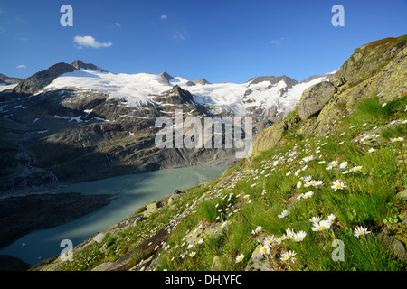 Alpine meadow in front of Gauli glacier and lake Gaulisee, lake Gaulisee, UNESCO World Heritage Site Swiss Alps Jungfrau-Aletsch Stock Photo